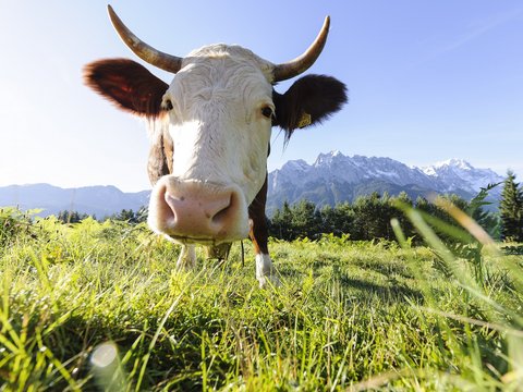 Kuh auf der Wiese vor der Zugspitze in Oberbayern